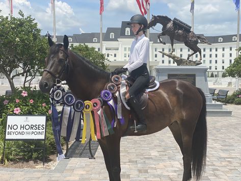 Wec Ocala Aesthetic, English Riding Aesthetic, Wec Ocala, World Equestrian Center Ocala, World Equestrian Center, Horse Instagram, Riding Aesthetic, Horse Show Ribbons, Hunter Horse