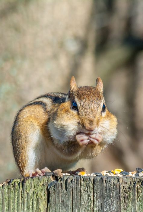 what do chipmunks eat and what should you feed them as pets What Do Chipmunks Eat, Pet Chipmunk, Chipmunk Art, Baby Chipmunk, Animal Photography Wildlife, Natural Diet, Woodland Friends, Unusual Animals, Cute Wild Animals