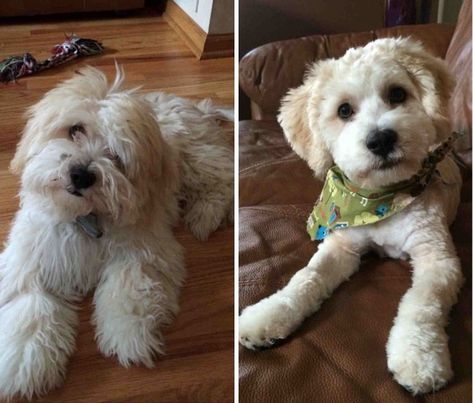 These Puppers Pictures Before and After Their Haircuts Are Equally Adorable - I Can Has Cheezburger? Cockapoo Haircut, Puppy Haircut, Bichon Havanais, Dog Grooming Styles, Ideas Haircut, Puppy Grooming, Puppy Cut, Dog Haircuts, Grooming Style