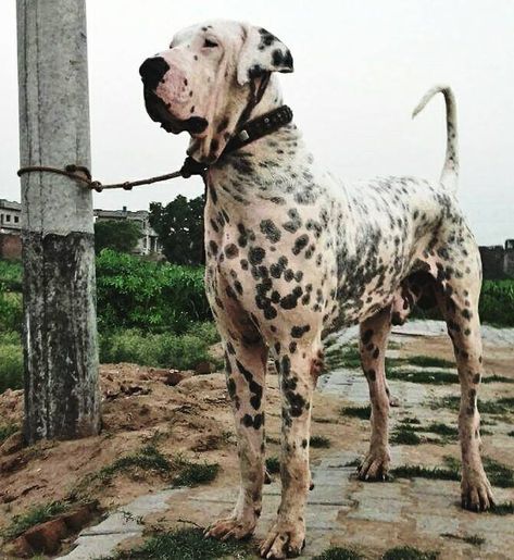 Bully Kutta Bully Kutta, Bully Dogs, Big Dog Breeds, Great Dane Dogs, Bully Dog, Water Dog, Big Dog, Dog Sledding, Great Dane