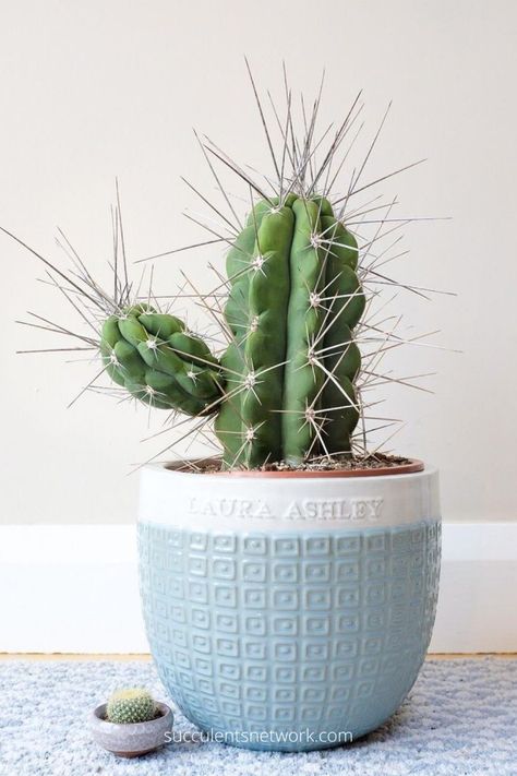 Succulent Fertilizer, Kaktus Dan Sukulen, Cactus Plant Pots, Cactus Planta, Cactus Planter, Growing Succulents, Cactus Decor, Plant Photography, Plant Aesthetic