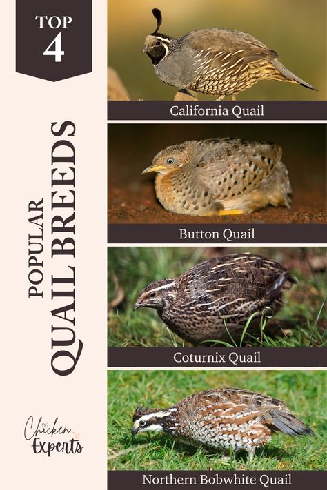 QUAIL | Experts Unveil The Quail – The Ultimate Guide 📙 - chickenexperts Types Of Quail, Quail Breeds, Quail House, Button Quail, Quail Coop, Raising Quail, Bantam Chickens, Chicken Life, Quails