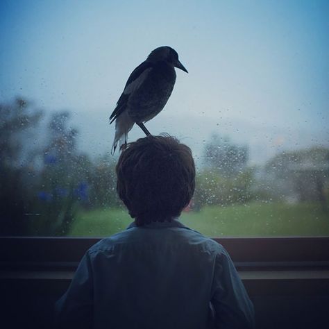 Rescued Magpie becomes lifelong friend with the family that saved her life.  <3 Boy And Bird, Lifelong Friends, Heartwarming Stories, Zoology, Save Her, Magpie, Crows, Life Savers, Black Bird