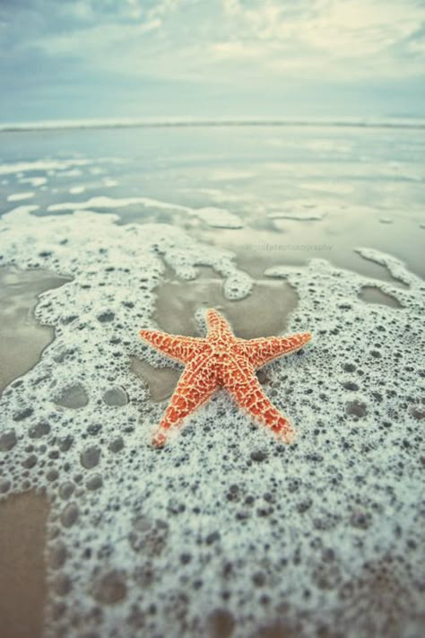 starfish<3 Wallpaper Tumblr, Have Inspiration, I Love The Beach, Summer Bucket Lists, Summer Wallpaper, Hello Summer, Ocean Life, Pics Art, Summer Of Love