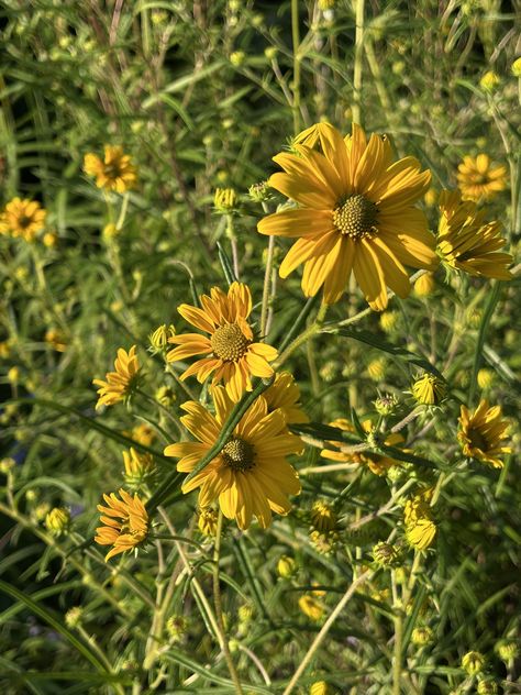 🌱Ilena Gilbert-Mays🌸 (@ilenagm) on X Wild Sunflower, Wild Flowers, Sunflower, Flowers, Plants