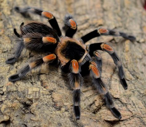 Mexican Red Knee Tarantula, Red Knee Tarantula, Pet Tarantula, Poisonous Spiders, Arachnids Spiders, Types Of Spiders, Beautiful Pets, Pet Spider, Spiders Scary