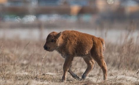 White Wolf : Wanuskewin Heritage Park welcomes 1st baby bison since 1876 Baby Bison, Dairy Cows, Animal Sanctuary, Nature Wildlife, Baby Alive, White Wolf, Animal Companions, First Baby, Baby Elephant