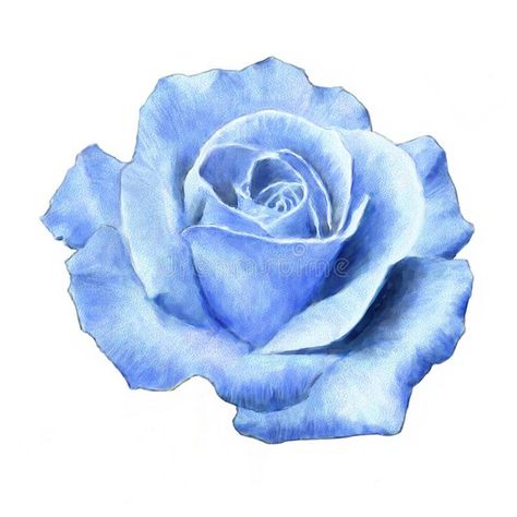 Rose. Blue rose on a white background. Watercolor painting , #AFFILIATE, #rose, #Blue, #Rose, #white, #painting #ad Background Watercolor Painting, Rose Drawing Simple, Celebrities Tattoos, Watercolor Pencil Art, Rose Drawing Tattoo, Tattoos Quotes, Light Blue Roses, Roses Art, Rose Flower Pictures