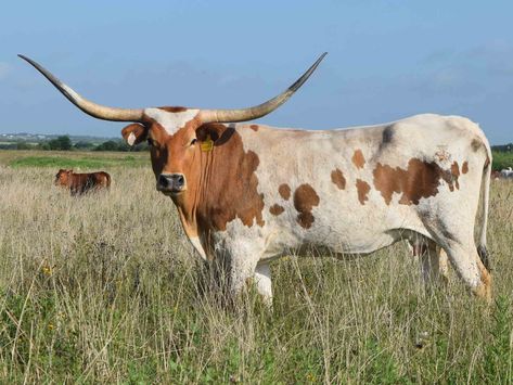 Longhorn Cow Picture, Texas Longhorn Cow, Texas Longhorn Cattle, Elk Pictures, Rodeo Art, Delta Dawn, Paint Animals, Longhorn Steer, Longhorn Cattle