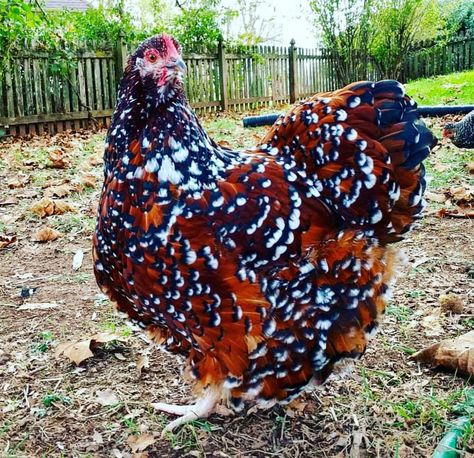 Regnul Animal, Fancy Chickens, Beautiful Chickens, Chickens And Roosters, Chicken Breeds, Hens And Chicks, Pet Chickens, Chicken Farm, Backyard Chickens