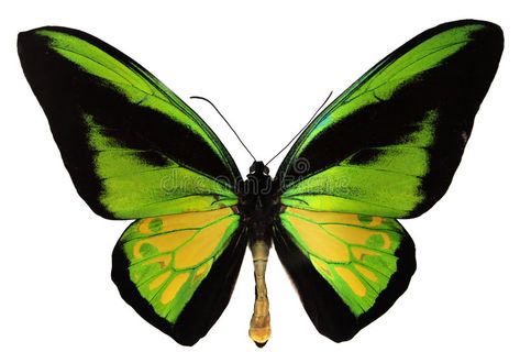 Butterfly Identification, Birdwing Butterfly, World Illustration, Butterfly Species, Big Butterfly, Butterfly Poster, Butterfly Images, Butterfly Photos, Bird Wings