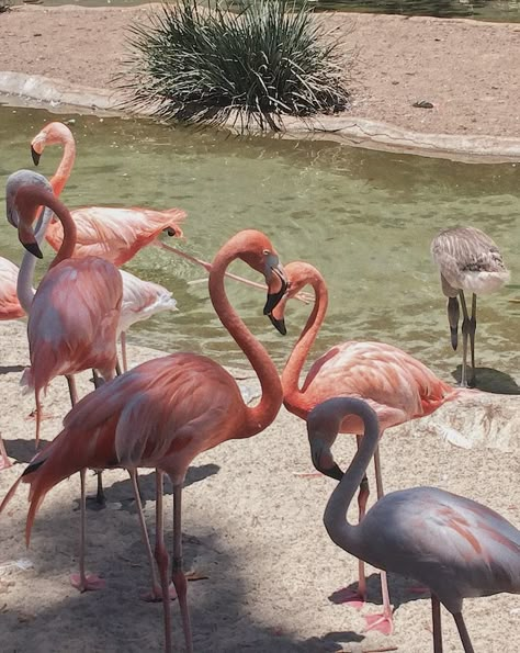 Caught these flamingos at the San Diego zoo making a heart!! San Diego Zoo Aesthetic, Aesthetic Alice In Wonderland, Queen Of Hearts Aesthetic, Flamingo Aesthetic, Flamingo Heart, Flamingo Animal, Thea Stilton, Florida Flamingo, Hearts Aesthetic