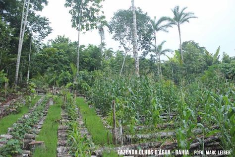 Conservation Of Natural Resources, Natural Farming, Permaculture Design, Food Forest, Forest Garden, What Is The Difference Between, Food Garden, Organic Farming, Natural Resources