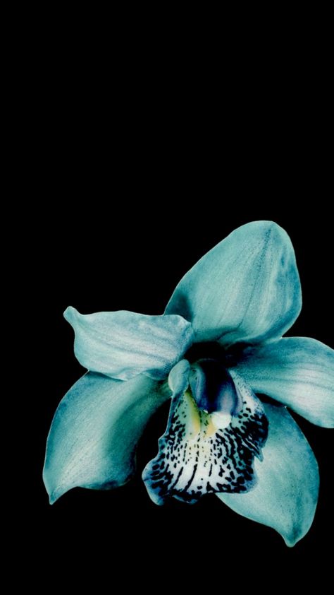 #flower #flowers #exotic #tropical #blue #teal #turquoise #fyp #dark #black #aesthetic #lockscreen #wallpaper Flower Dark Wallpaper, Teal And Black Wallpaper, Dark Black Aesthetic, Teal Wallpaper Iphone, Flower Lockscreen, Aesthetic Lockscreen Wallpaper, Turquoise Aesthetic, Flowers Exotic, Flower Dark