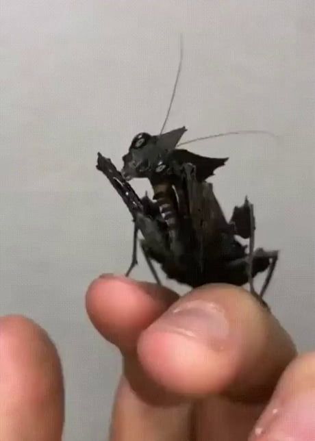 Black Mantis, Cool Insects, Cool Bugs, Beautiful Bugs, Unusual Animals, Terraria, Pretty Animals, Silly Animals, Bugs And Insects