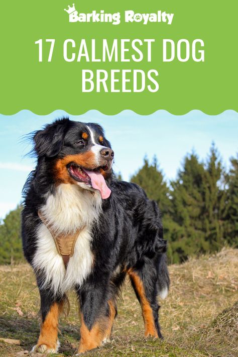 Spaniel Dog Breeds, Common Dog Breeds, Medium Large Dog Breeds, Medium Small Dogs Breeds, Different Puppy Breeds, Curly Dog Breeds, How To Breed Dogs, Big Breed Dogs, Most Cuddly Dog Breeds