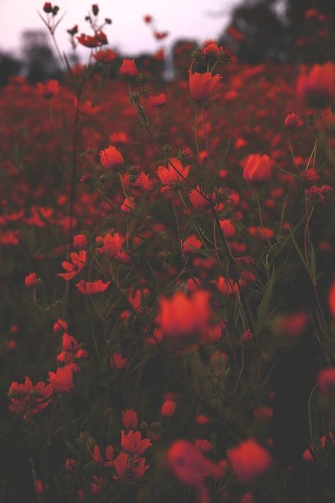 field of red                                                                                                                                                                                 Más Random Quotes, Red Aesthetic, Flowers Nature, The Words, Pretty Pictures, Red Flowers, Mother Nature, Flower Power, Aesthetic Wallpapers