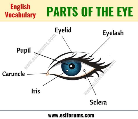 Parts of the Eye: Learn Different Eye Parts with ESL Picture! - ESL Forums Things Vocabulary, Human Body Vocabulary, Antonyms Worksheet, Basic English Grammar Book, Expand Your Vocabulary, Eye Parts, Parts Of The Eye, English Grammar Book, Conversational English