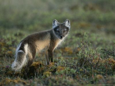 Arctic fox in summer coat Baby Arctic Fox, Svalbard Norway, North American Animals, Mill City, Summer Coat, Fox Painting, Summer Coats, Arctic Animals, Arctic Fox