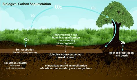 Carbon Sequestration Cell Respiration, Carbon Sink, State Of California, Carbon Sequestration, Perennial Grasses, Farm Plans, Agriculture Industry, Improve Productivity, Soil Health