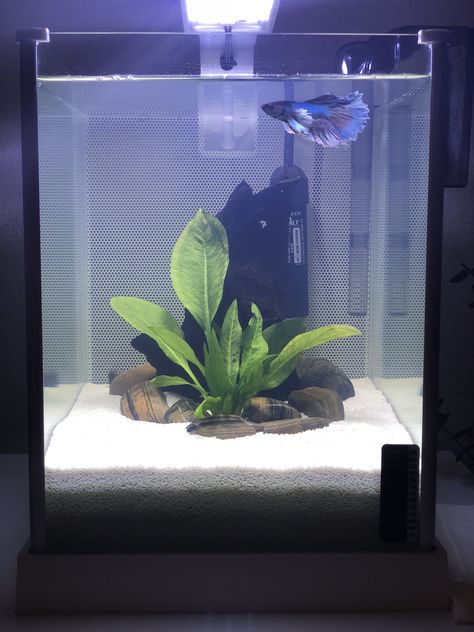 Gabby’s tank was upgraded,  white sand and a flourishing Amazon sword, new dumbo Betta fish she named “Marbles”... Fish Tank Sand Ideas, White Fish Tank Ideas, Sand Fish Tank, Fish Tank Decoration Ideas, Aesthetic Betta Tank, Medium Size Fish Tank, White Sand Fish Tank, Tank Decoration Ideas, White Sand Aquarium