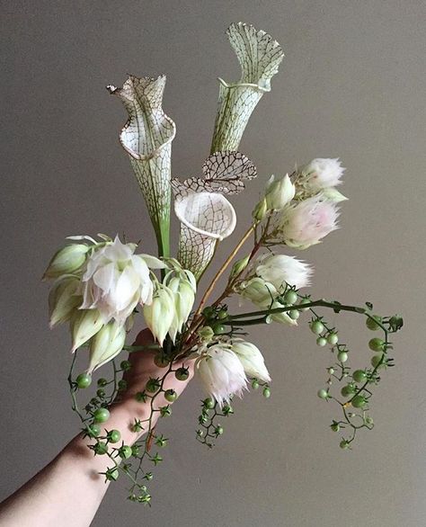 Unusual Wedding Bouquets, Free Reign, Weird Plants, Flora Design, Birthday Bouquet, Unusual Plants, Unusual Flowers, Carnivorous Plants, Botanical Wedding