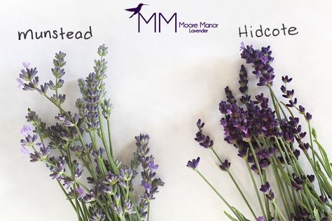 Munstead or Hidcote Lavender? – Moore Manor Lavender Hidcote Lavender, Munstead Lavender, Lavender Hidcote, Garden Lavender, Growing Lavender, Quotes Printable, Lavender Garden, Lavender Plant, Lavender Farm