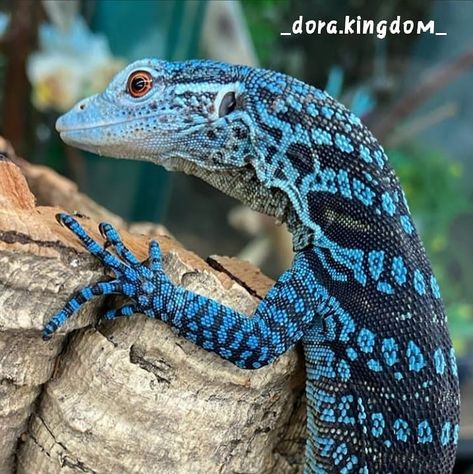 💯 realty, blogger 😎 on Instagram: “Blue💙  tree 🌲 monitor..🦎, what a beauty.... #monitor #monitorlizard #monitorlizards #monitorlizardsofinstagram...😲😲😲 🐲🐲🐲...” Blue Tree Monitor, Lizard Pattern, Cute Gecko, Monitor Lizard, Blue Lizard, Animal Study, Chameleons, Animal Antics, Blue Tree