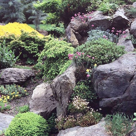 As you choose plants and design your garden, consider form as well as color. Pair perennial favorites with dwarf conifers that bring year-round texture and height to the scene. In this rocky site, the bright pink blooms of perennial sea thrift (Armeria maritima) softly enhance the sculptural forms of dwarf conifers and large boulders. Armeria Maritima, Sea Thrift, Garden Landscaping Design Ideas, Rockery Garden, Yard Inspiration, Hillside Garden, Alpine Garden, Rock Garden Plants, Rock Garden Design