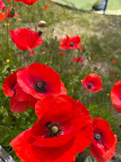 Red Poppy Aesthetic, Poppycore Aesthetic, Poppys Aesthetic, Poppy Aesthetic Flower, Red Summer Aesthetic, Poppy Flower Aesthetic, Poppy Core, Poppies Aesthetic, Red Flower Aesthetic