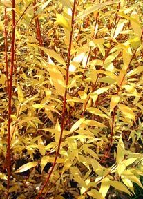 Flame willow - behind the pergola Willow Bush, Fun Garden Ideas, Plants For Fall, Shrub Border, Fast Growing Shrubs, Willow Fence, Mary Mary Quite Contrary, First Garden, Interesting Plants