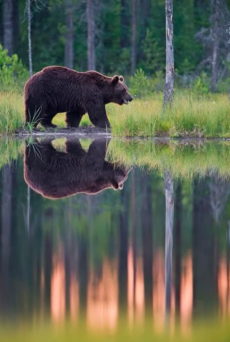 Bear and reflection Craig Jones, Animal Reference, Amazing Animals, Wild Life, Brown Bear, Love Animals, Wildlife Photography, Wild Animals, Animal Photography