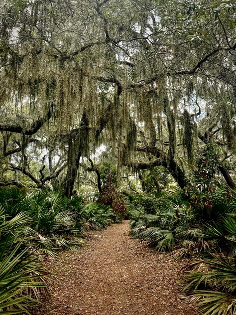 Stranded On An Island Aesthetic, Island Forest, Island Aesthetic, Island Survival, Cumberland Island, Desert Island, Video Ideas, Elements Of Design, Iron Fist