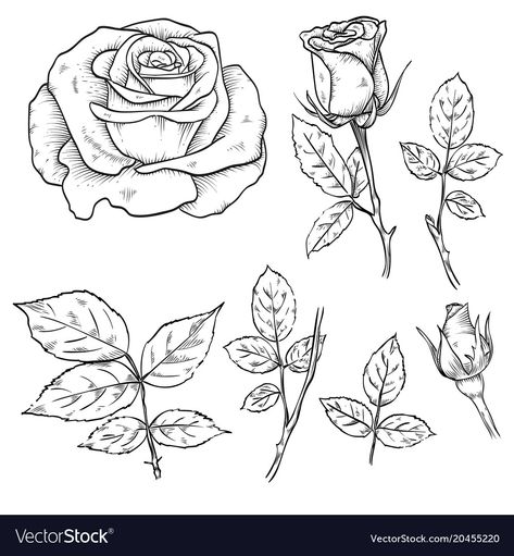 Roses Line Drawing, Rose Leaves Drawing, Rose Leaf Drawing, Rose Line Drawing, Drawn Roses, Drawn Rose, Gradient Image, Rose Line Art, Rose Vector