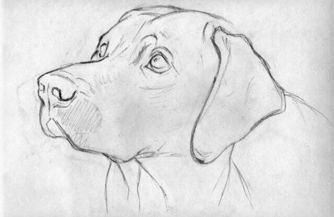 Labrador Retriever Drawing Simple, Labrador Retriever Sketch, How To Draw A Labrador Step By Step, How To Draw Dog Eyes, Weimaraner Drawing, Dog Drawing Labrador, Labrador Sketch, Labrador Retriever Drawing, Dog Sketch Easy