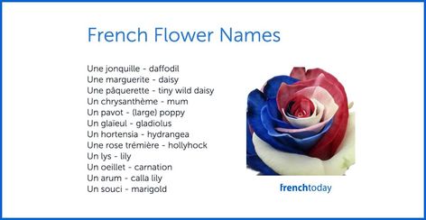 Beautiful Flower Names, Types Of Tulips, French Practice, French Names, French Grammar, French Flowers, French Immersion, French Vocabulary, English Story