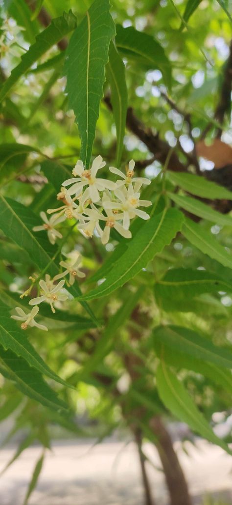 Indian Trees For Garden, Neem Tree Images, Neem Plant, Neem Tree, Countries In Africa, Indian Subcontinent, Indian Flowers, Tree Images, Best Background Images