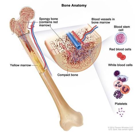 Anatomy of the bone; drawing shows spongy bone, red marrow, and yellow marrow. A cross section of the bone shows compact bone and blood vess... Red Bone Marrow, Types Of Blood Cells, Myeloproliferative Neoplasms, Blood Test Results, Bone Marrow, Red Blood Cells, Blood Test, Blood Cells, Blood Vessels