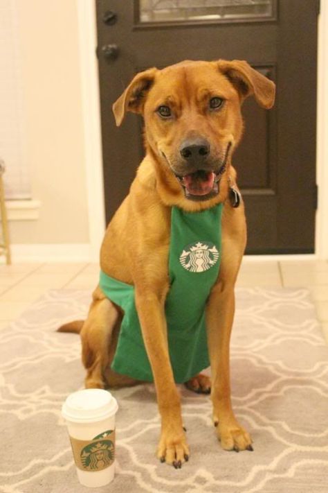 Are Dogs Allowed In Starbucks? Cute Dog Couple, Starbucks Costume, Cute Dog Costumes, Dog Couple, Diy Dog Costumes, Couple Costumes, Pet Halloween Costumes, Dog Projects, Dog Halloween Costumes