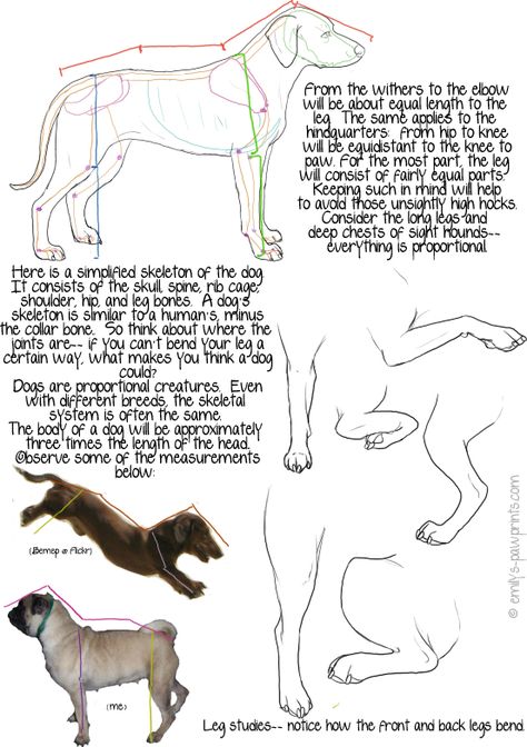 Dog Proportions, Proportions Tutorial, Canine Anatomy, Bichon Maltese, Dog Reference, Walking Gif, Anime Dog, Labrador Funny, Cool Dog Houses