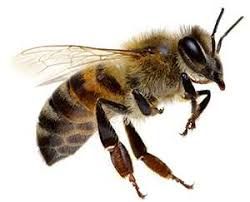 Bee & Wasp Removal in Southern CA | Lloyd Pest Control Remedies For Bee Stings, Wasp Removal, Bee Removal, Bee Pictures, Worker Bee, Bees And Wasps, Bee Sting, Pest Control Services, Wasp