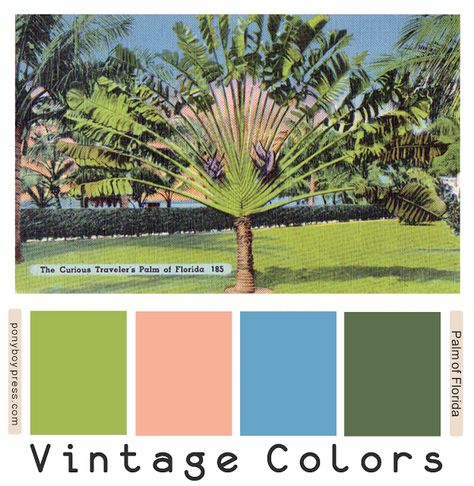 Vintage Color Palettes - Palm of Florida - Hex codes numbers on the blog Vintage Color Palettes, Old Florida Decor, Florida Bedroom, Florida Decorating, Palm Springs Decor, Beach Color Palettes, Florida Decor, Vintage Colour Palette, Florida Vintage