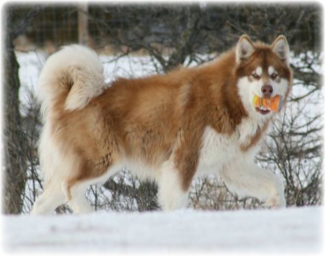 Malamute / Timber Wolf hybrid puppy - so cute! Description from pinterest.com. I searched for this on bing.com/images Giant Malamute, Giant Alaskan Malamute, Siberian Husky Funny, Malamute Puppy, Malamute Husky, House Quiz, Malamute Dog, Wolf Hybrid, Malamute Puppies