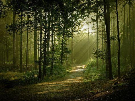 When through the woods and forest glades I wander, and hear the birds sing sweetly in the trees... 숲 사진, Forest Path, Forest Wallpaper, Beautiful Forest, Airbrush Art, Forest Photography, Nature Tree, Tree Forest, Enchanted Forest