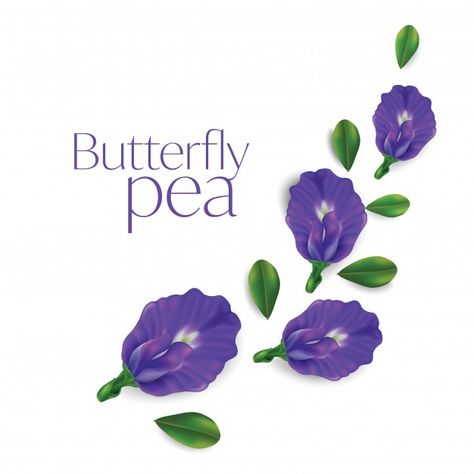 Logo Skincare, Canvas Painting Images, Vector Butterfly, Butterfly Pea Flowers, Bunga Telang, Flower Vector Illustration, Butterfly Pea Tea, Butterfly Pea Flower Tea, Kingdom Plantae