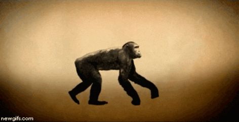 Evolution Humans GIF - Find & Share on GIPHY Passion Gif, Fire Animation, Theory Of Evolution, Early Humans, Human Evolution, Carl Sagan, Stephen Hawking, Laura Lee, The Plan