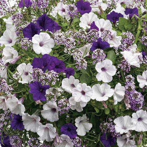 Petunia Plant, Purple Petunias, Deer Resistant Perennials, Velvet Sky, Fall Living Room, Hanging Flower Baskets, Container Gardening Flowers, Plants For Hanging Baskets, Flower Pots Outdoor