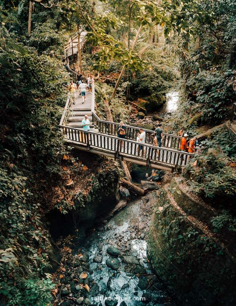 Monkey Forest Bali, Ubud Monkey Forest, Bali Tour Packages, Things To Do In Bali, Ancient Trees, Bali Vacation, Monkey Forest, Bali Travel Guide, Gili Island