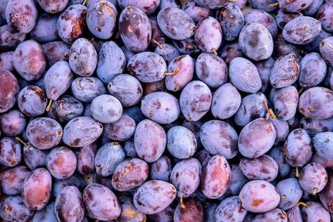 Everything You Need to Know About Damson Plums - Minneopa Orchards Damson Plum, Sour Plum, Spring Months, Blue Fruits, Arbour Day, Plum Tree, Bountiful Harvest, Delicious Fruit, Garden Trees