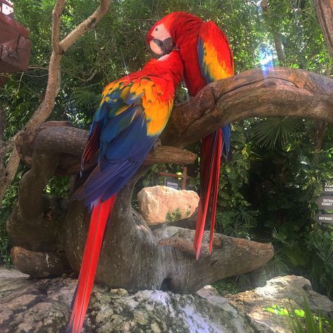 Scarlet Macaw Aesthetic, Pretty Parrots, Brazil Vibes, Animals Kissing, Pet Lion, Tropical Animals, Pretty Animals, Tropical Birds, Pretty Birds